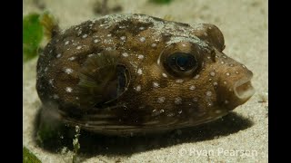 Stars and stripes  Puffer Arothron hispidus [upl. by Arreik]