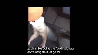 Zaggles The Ferret Won’t Let Go Of Your Plunger  Brendanxa [upl. by Niven]