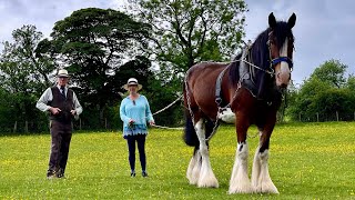 SHIRE HORSE EXPERIENCE DAY  SHROPSHIRE HILLS AONB [upl. by Eliades958]