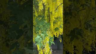 Golden Chain Tree  Laburnum Anagyroides  Shorts  Cool Places [upl. by Enilra]