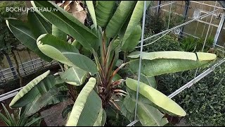 Botanischer Garten 🌵 Ruhr Universität Bochum 🌾 RUB 🌿🌱 [upl. by Dyob]