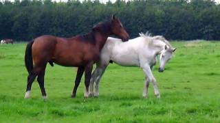 Horses in the field Stabilized [upl. by Bean]