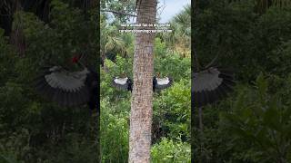 Pileated Woodpecker Courtship Mating Dance birds [upl. by Eisinger]