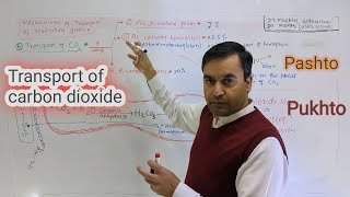 Transport of CO2  Biology Class 12  Dr Mushtaq Pashto Lectures [upl. by Atekehs256]