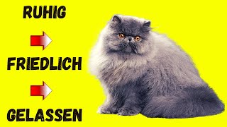 Die Perserkatze  Die ideale Wohnungskatze [upl. by Gnagflow]