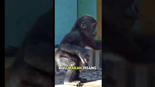 Yuk Yuk makan pisang funny monyet funnyvideos dubbing mongkey monyetlucu dubbingcomedy [upl. by Madelene]