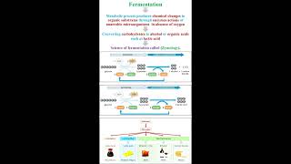 Fermentation Definition geneticteacher [upl. by Hserus]