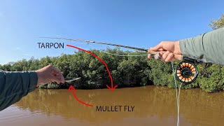 Exploring Backwater Mangrove Mazes  Snook and Tarpon [upl. by Aivyls148]