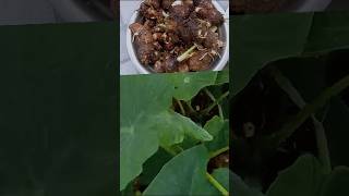 చామదుంపలు bellamanusha tora terracegarden telugu trending ytviral ytshorts gardenideas yt🌿😱 [upl. by Adriel403]