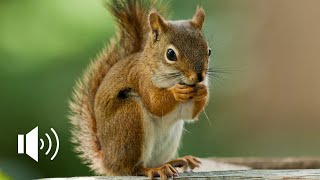 SQUIRREL SOUND  IL VERSO DELLO SCOIATTOLO [upl. by Alister]