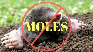 How to kill Moles in the Garden or Yard [upl. by Gorton]