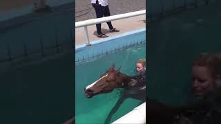 Swimming my horse bareback and without bridle [upl. by Page]