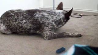 So Adorable Pet Prairie Dog vs chocolate Australian Cattle Dog [upl. by Acey598]