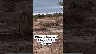 WHO IS THE KING OF THE JUNGLE [upl. by Gaynor]