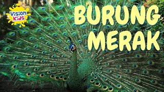 BURUNG MERAK SI EKOR INDAH [upl. by Heurlin700]