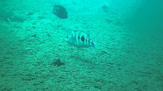 Arrow cichlid breeding pair with fry in Lake Apoyo Nicaragua [upl. by Hawger]