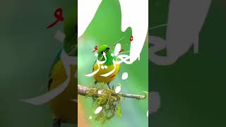 MUSLIM ISLAMIC VLAG like comment duet اكسبلور sortssorts دويتو 2024 [upl. by Pickar]