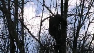 Roberto Bechelli  Potatura alberi in tree climbing [upl. by Ailegnave717]