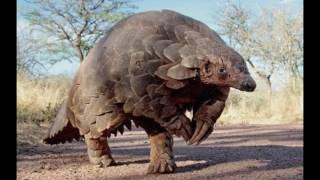 Interesting Facts about Pangolin [upl. by Refotsirc]