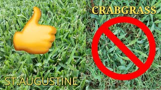 How to Treat and get Rid of Crabgrass in your StAugustine Lawn A Do It Yourself Project [upl. by Salzhauer]