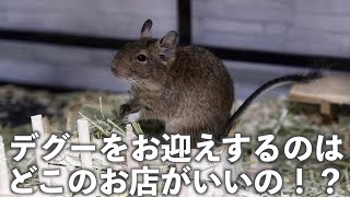 デグーdegu！初心者必見お迎えするのはどこのお店がいいの！？ [upl. by Ayikin]