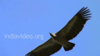 Whitebacked vulture [upl. by Anauqed]