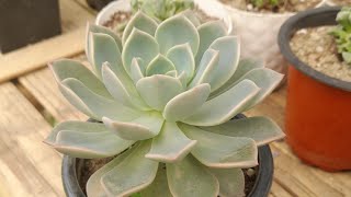 Echeveria elegans propagation [upl. by Barram]