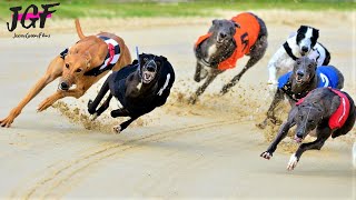 Greyhound racing  These dogs run 75 kmH💥 [upl. by Ellekcir72]