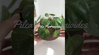 필레아페페 무늬 Pilea Peperomioides 식집사 houseplants [upl. by Yve870]