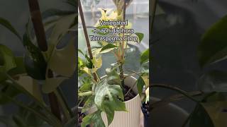 Plant Chop shorts propagation indoorplants garden houseplants plantcare plants [upl. by Lebisor772]