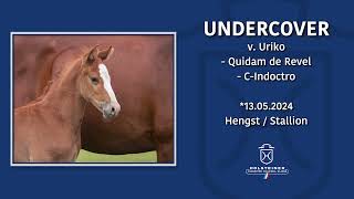 Foal AuctionFalsterbo Horse Show  Nr 09 Undercover [upl. by Eisele]