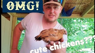 Are Mille Fluer dUccles for you Cute bantam chickens [upl. by Guevara]