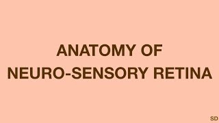 Retina Session 02 Anatomy of Neurosensory Retina [upl. by Aeiram873]