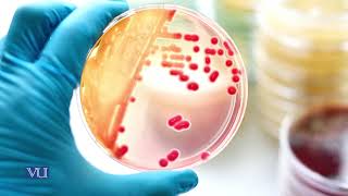 Testing Sensitivity to Antimicrobial Substances  Microbiology Practical  MIC501PTopic013 [upl. by Aryek34]