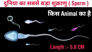 world largest sperm cell animal  length 58 CM  sperm larger than body in Hindi [upl. by Reeta178]