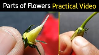 Parts of flower in hindi  फूल के भाग इन हिंदी  Practical based video  Structure amp Part of Flower [upl. by Afaw]