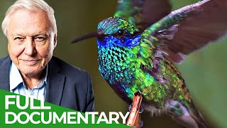 David Attenborough Presents Hummingbirds  Jewelled Messengers  Free Documentary Nature [upl. by Essilevi525]