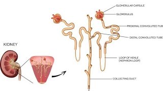 Fisiologia Renal La Nefrona [upl. by Naamana353]