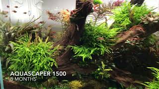 Full Aquarium Gardens Aquascape Showroom Update July 2018 [upl. by Rolat]