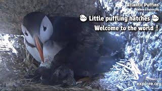 Atlantic Puffins🐧Little Puffling Hatches❗️🐣 Welcome To The World😊Exploreorg 20210629 [upl. by Heyer]