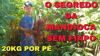 Como Plantar Mandioca sem FIAPOTécnica IncrívelColhemos 20KG em uma Planta [upl. by Riebling332]