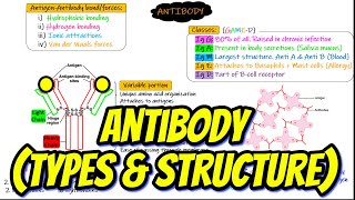 Types of Antibodies  Antibody Structure Chapter 35 part 5 Guyton and Hall Physiology [upl. by Alikat827]