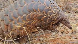 I found this free roaming pangolin while hunting warthog kotzeadventures Buffelsdriftsafaris [upl. by Nolte194]