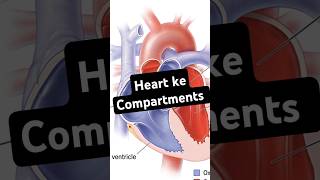 Circulatory System Atria aur Ventricles science bloodpoints youtubeshorts facts [upl. by Ahtoelc823]