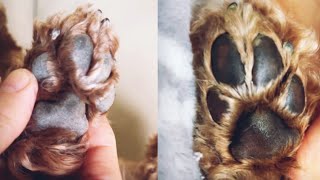 如何治療狗狗腳掌乾燥爆裂脱皮⁉️一招攪掂👍 Dog Dry Cracked Paws [upl. by Akeryt]