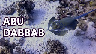 Diving at Abu Dabbab [upl. by Huber509]