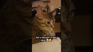 fypage funncats funnyvideos trending catlover catsruleeverythingaroundme catfunny viralvideo [upl. by Ahsemat]