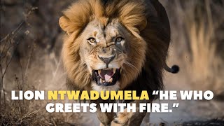 Lion NTWADUMELA the worst enemy of hyenas [upl. by Silver]