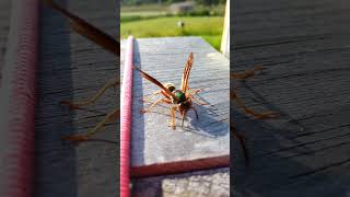 Pulp collecting by Polistes paper wasp [upl. by Dita]