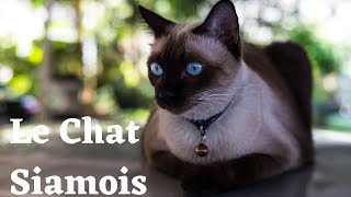 le Chat Siamois  découvrez tout sur ce chat [upl. by Aimas576]